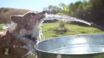 Куче се забавлява със силна струя вода от маркуч