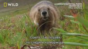 Мармоти | Националните паркове на Америка | NG Wild Bulgaria