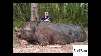11 годишно момче от Алабама убива 477 - килограмово прасе 