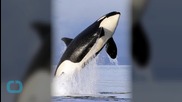 Number of Endangered Puget Sound Orcas Increase Slightly in Latest Count
