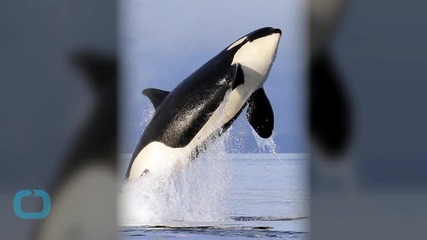 Number of Endangered Puget Sound Orcas Increase Slightly in Latest Count
