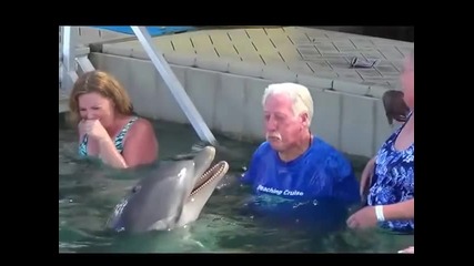 Страхотно забавление с делфин