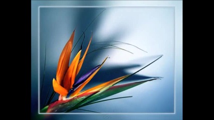 Christos Fourkis - Bird Of Paradise