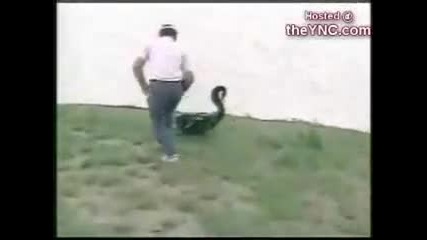 смешни животни 