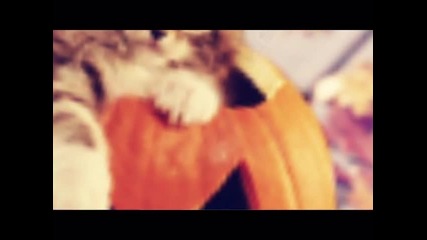 Сладки котенца