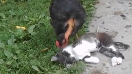 Кокошка чисти котка от бълхи