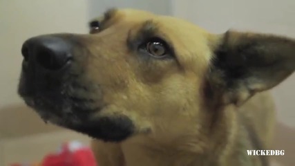 Избягало куче се връща при собственика си след 7 месеца търсене