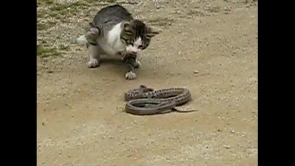 Котка Срещу Змия 