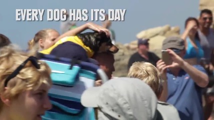 Кучета карат сърф