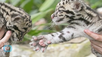 Ridiculously Cute Clouded Leopard Quadruplets Born At Tacoma Zoo
