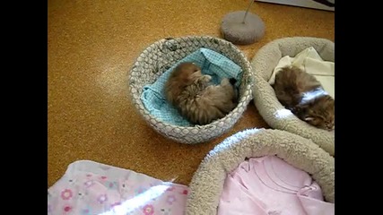 Сладко котенце си играе сладко (сладко коте)