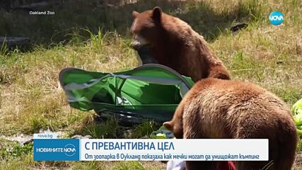 Любопитни мечки се самопоканиха на пикник