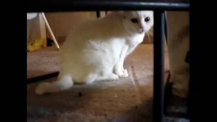 Гневна котка