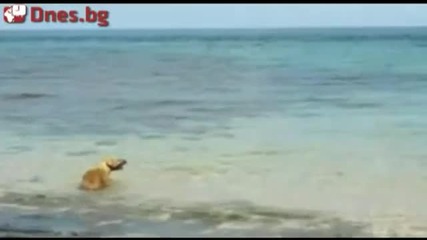 Куче хапе акула