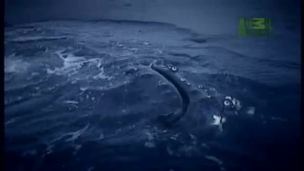 Whale Wars: Why Paul Protects Whales