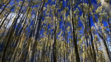 Hd Relaxation Golden Aspen Meadow
