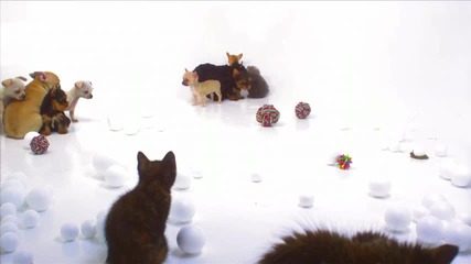 Много сладки котенца и кученца (2 част)