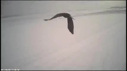 Вижте как сокол хваща плячката си !