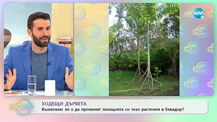 Ходещи дървета на Еквадор се местят до 20 метра на година