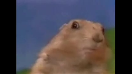 Dramatic Chipmunk / Драматична Катерица (смях)