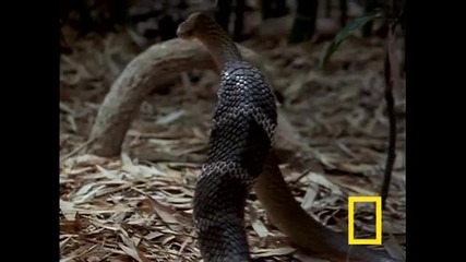 Cobra vs. Rat Snake