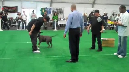 Pit Bull Smokie At The Bully Show With Blue Line Family