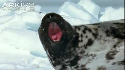 Качулати тюлени