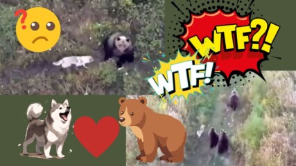 Изгубено хъски се сприятели с мечки?? 🐻