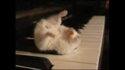lud hamster