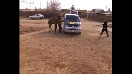 Камилата си хареса мъж ! Смях!