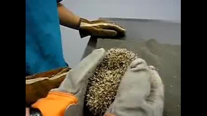 Таралеж Плаче Като Бебе 