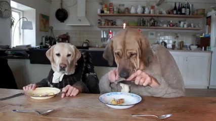 Two Dogs Eating