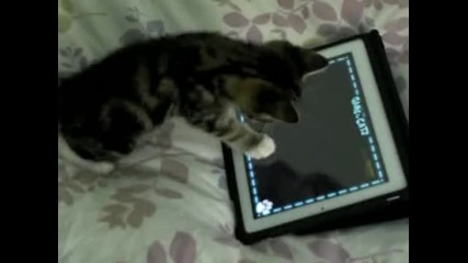 Котка играе на ipad !!!