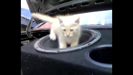 Subwoofer Gato - срещу котка Dj.
