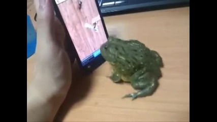 Как да вбесите жаба