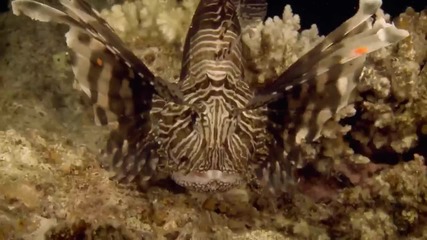 Музика под водата