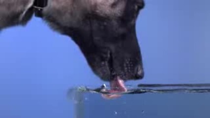 Time Warp Dog Drinking