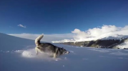 Куче в снега