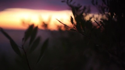 Bird - The Whole World Knows