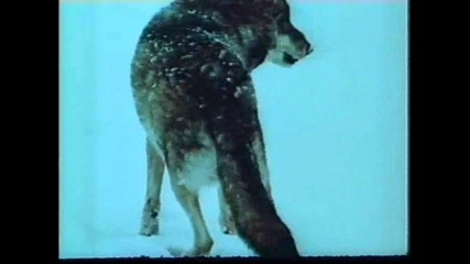 Лов на Вълци - Бг - 4