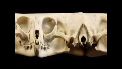 Cat Skull Horizontal