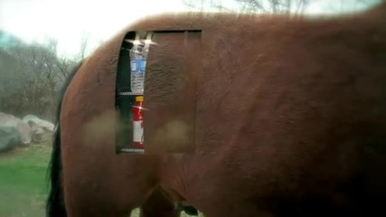 Pimp My Horse-(смях)