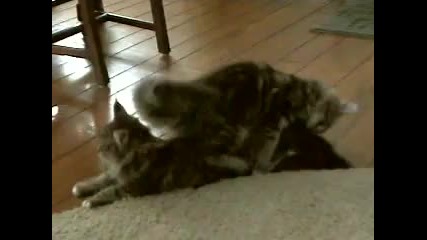 Котки си играят