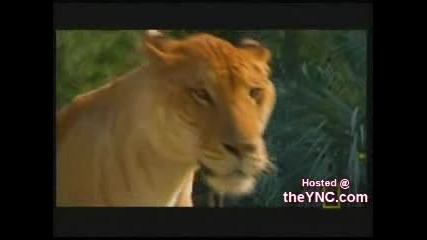 Lige - Lion Tiger вид 