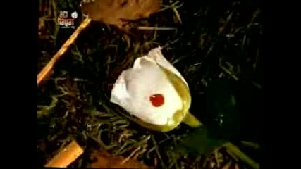 B7f9ddda.flv