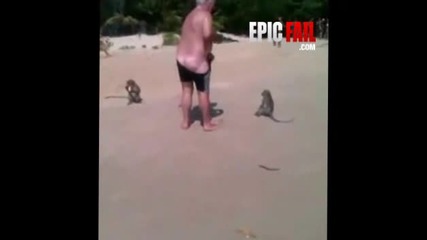 маймуни се гаврят с дядка на плажа