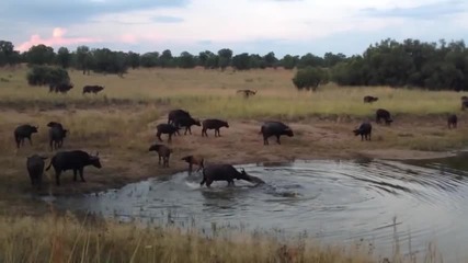 Голям крокодил атакува бивол