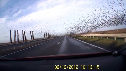 Птици правят шоу на магистралата