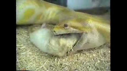 Animal Planet - Deadly Albino Python Snake!!!