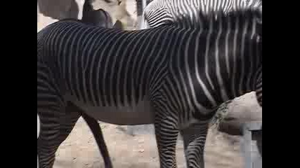 Щаслива Зебра